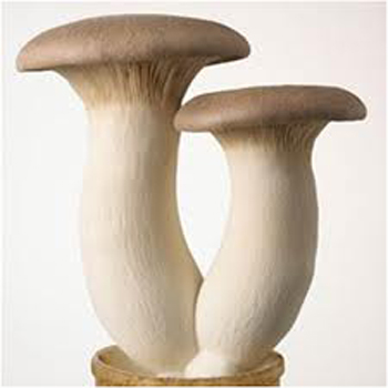 Tác dụng của nấm Đùi gà